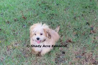 Gironimo--Parent pics too, a male Mal Shi for sale in Macon, GA – 4 of 10