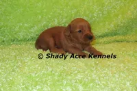 F1b MINI Lazy--average weight 30lbs, a male Miniature Goldendoodle for sale in Macon, GA – 10 of 10