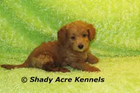 F1b MINI Laroy--average weight 30lbs, a male Miniature Goldendoodle for sale in Macon, GA – 7 of 8