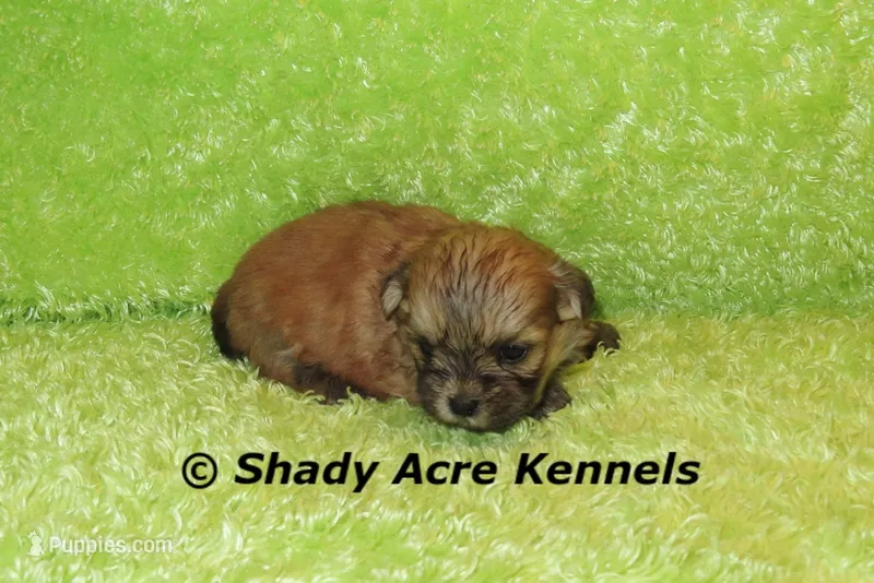 Gironimo – Mal Shi puppy for sale in Macon, GA
