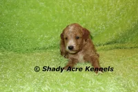 F1b MINI Landon--average weight 30lbs, a male Miniature Goldendoodle for sale in Macon, GA – 3 of 9