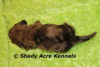 Long Coat Dapple Yamaha, a male Miniature Dachshund for sale in Macon, GA – 8 of 8