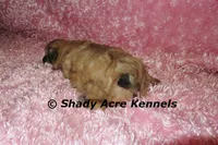 Gizzy, a female Shichon for sale in Macon, GA – 8 of 8