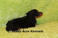 Long Coat Loddy, a female Miniature Dachshund for sale in Macon, GA – 4 of 7