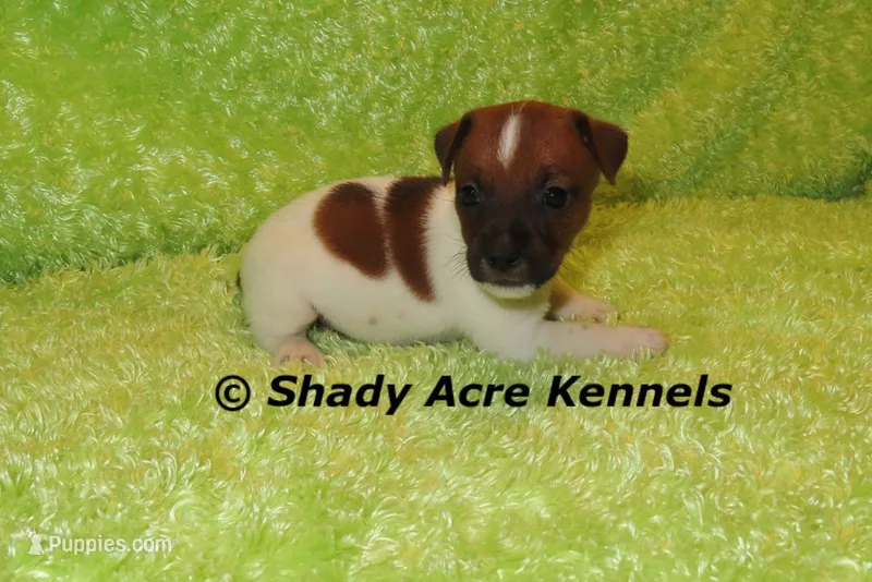 Smooth Shorty Cheff – Jack Russell Terrier puppy for sale in Macon, GA