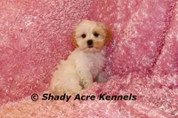 Diamond-mature weight 8-10 lb, a female Mal Shi for sale in Macon, GA – 9 of 10