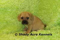 Benard, a male Puggle for sale in Macon, GA – 2 of 4