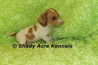 Long Coat Yang, a male Miniature Dachshund for sale in Macon, GA – 7 of 8