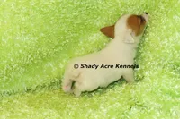Shorty Android, a male Jack Russell Terrier for sale in Macon, GA – 7 of 10
