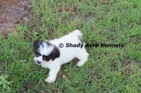 Madam, a female Shichon for sale in Macon, GA – 7 of 8
