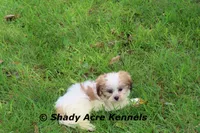 Girrett, a male Mal Shi for sale in Macon, GA – 9 of 10