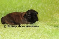 Gindhi, a male Mal Shi for sale in Macon, GA – 1 of 7