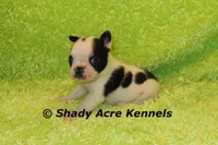 Indago--Splash with a Haggerty Spot, a male Boston Terrier for sale in Macon, GA – 2 of 5
