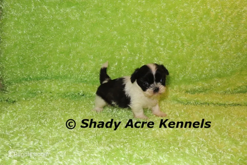 Trinidad – Shih Tzu puppy for sale in Macon, GA
