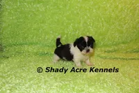 Trinidad, a male Shih Tzu for sale in Macon, GA – 1 of 5