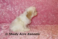 Disco-mature weight 8-10 lb, a female Mal Shi for sale in Macon, GA – 9 of 10
