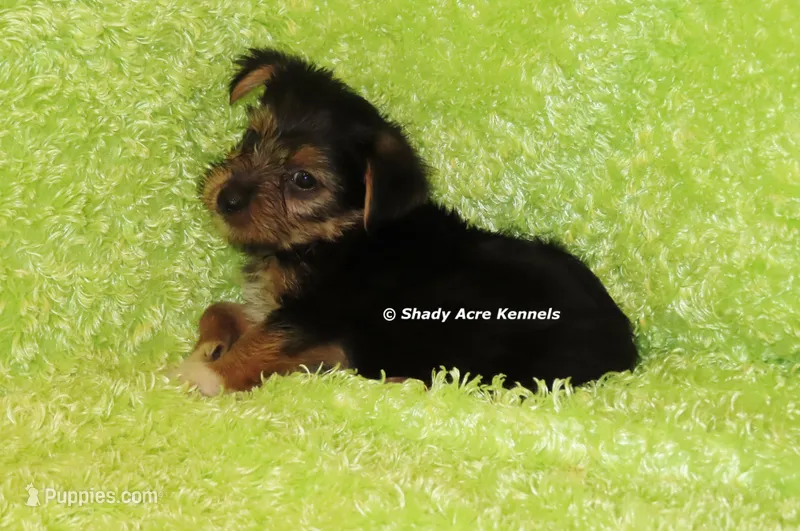 Budges----AKC registerable – Yorkshire Terrier puppy for sale in Macon, GA