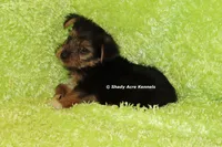 AKC Budges, a male Yorkshire Terrier for sale in Macon, GA – 2 of 8