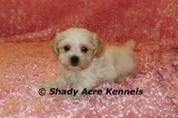 Diamond, a female Mal Shi for sale in Macon, GA – 4 of 10