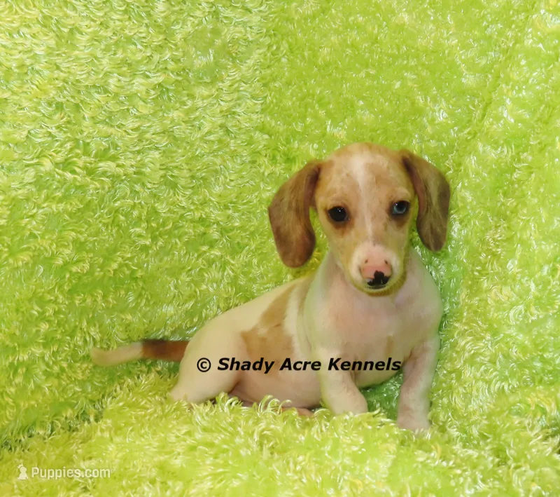 Long Coat Yang – Miniature Dachshund puppy for sale in Macon, GA