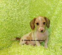 Yang, a male Miniature Dachshund for sale in Macon, GA – 1 of 9