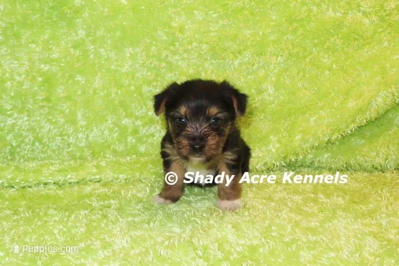 Budges----AKC registerable – Yorkshire Terrier puppy for sale in Macon, GA