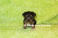 Budges----AKC registerable, a male Yorkshire Terrier for sale in Macon, GA – 8 of 10
