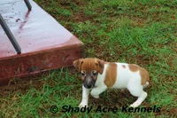 Ely, a male Jack Russell Terrier for sale in Macon, GA – 5 of 9
