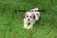 Girrett, a male Mal Shi for sale in Macon, GA – 3 of 10