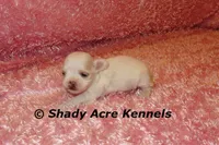 Disco, a female Mal Shi for sale in Macon, GA – 4 of 9