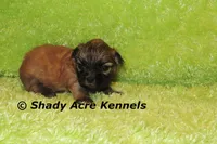 Gibson, a male Mal Shi for sale in Macon, GA – 2 of 6
