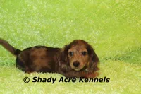 Long Coat Dapple Yamaha, a male Miniature Dachshund for sale in Macon, GA – 10 of 10