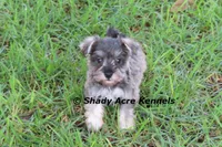 Esdras--smaller than average, a male Miniature Schnauzer for sale in Macon, GA – 8 of 10