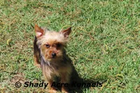 AKC Central-average <4lb--Parent pics listed, a male Yorkshire Terrier for sale in Macon, GA – 6 of 7