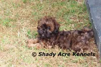 Redford, a male Shihpoo for sale in Macon, GA – Photo 9 of 10