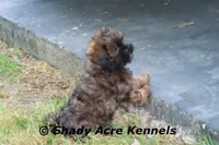 Redford, a male Shihpoo for sale in Macon, GA – Photo 3 of 10