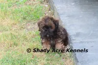 Redford, a male Shihpoo for sale in Macon, GA – Photo 4 of 10