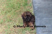 Redford, a male Shihpoo for sale in Macon, GA – Photo 7 of 10
