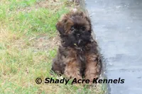 Redford, a male Shihpoo for sale in Macon, GA – Photo 5 of 10