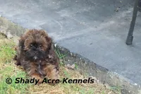 Redford, a male Shihpoo for sale in Macon, GA – Photo 2 of 10