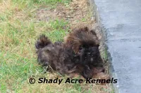 Redford, a male Shihpoo for sale in Macon, GA – Photo 6 of 10