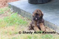 Redford, a male Shihpoo for sale in Macon, GA – Photo 10 of 10