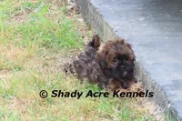 Redford, a male Shihpoo for sale in Macon, GA – Photo 8 of 10
