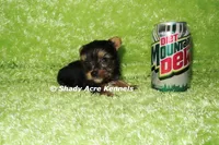 AKC Celantro--average <4lb--Parent pics listed, a male Yorkshire Terrier for sale in Macon, GA – 5 of 10