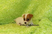 Shorty Android, a male Jack Russell Terrier for sale in Macon, GA – 8 of 10