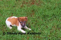 Ely, a male Jack Russell Terrier for sale in Macon, GA – 8 of 9