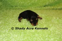 SeaBreeze, a male Yorkshire Terrier for sale in Macon, GA – 4 of 4