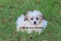 McCavity--Parent pics too, a male Shichon for sale in Macon, GA – 4 of 8