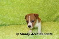Shorty Giuliano, a male Jack Russell Terrier for sale in Macon, GA – 6 of 8