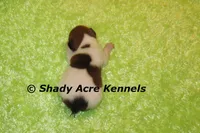 Smooth Shorty Chetan, a male Jack Russell Terrier for sale in Macon, GA – 5 of 5